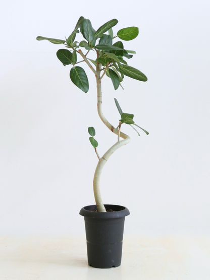 フィカス・ベンガレンシス 6号の通販 | 観葉植物通販AONOKI(あおのき) フィカス・ベンガレンシス 6号の通販 | 観葉植物通販AONOKI(あおのき)