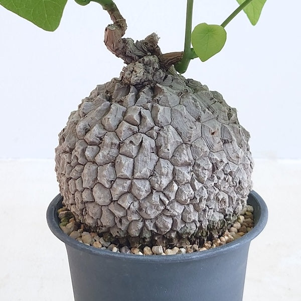 塊根植物
