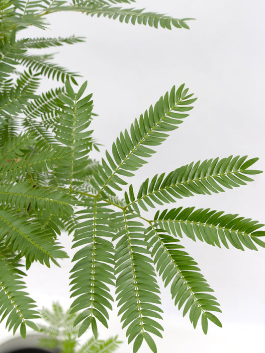 エバーフレッシュ 6号 曲がり