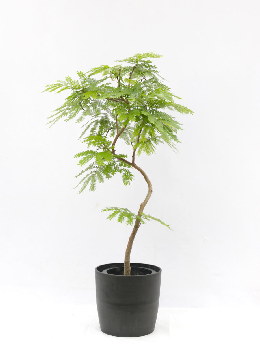 エバーフレッシュ 140cm S-shaped tree form 8号約140cm - その他観葉植物