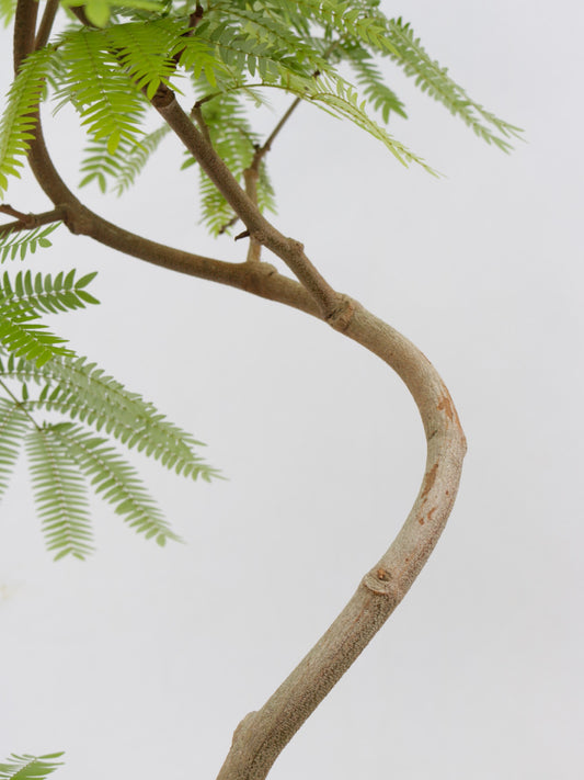 エバーフレッシュ 8号 曲がり