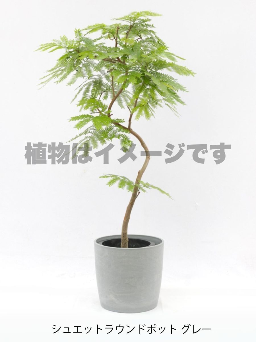 エバーフレッシュ 8号の現品商品 | 観葉植物通販AONOKI（あおのき）