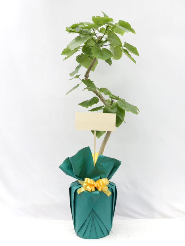 観葉植物ギフトLサイズ【沖縄向け】