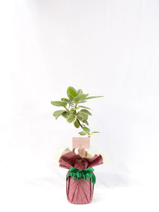 観葉植物ギフトSサイズ アルテシマ【沖縄向け】