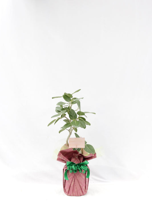 観葉植物ギフトSサイズ ベンガレンシス【沖縄向け】