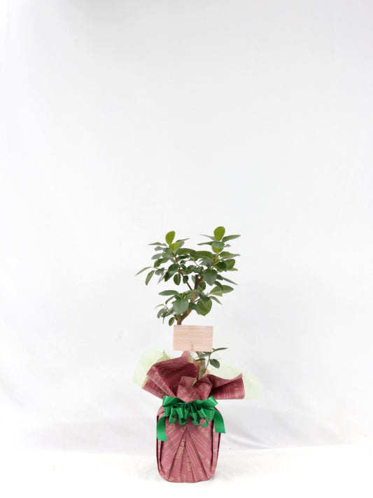 観葉植物ギフトSサイズ フランスゴム【沖縄向け】