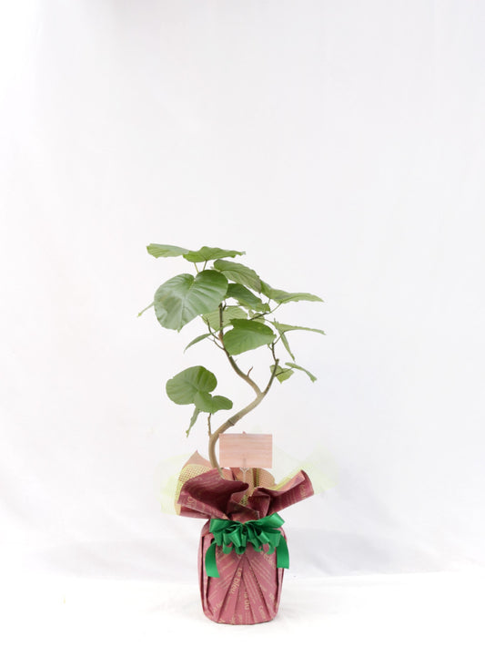 観葉植物ギフトSサイズ ウンベラータ【沖縄向け】