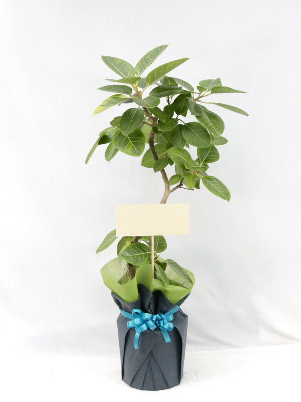 観葉植物ギフトMサイズ【沖縄向け】