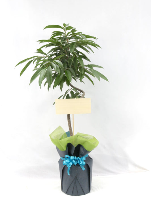 観葉植物ギフトMサイズ 品種おまかせ【沖縄向け】