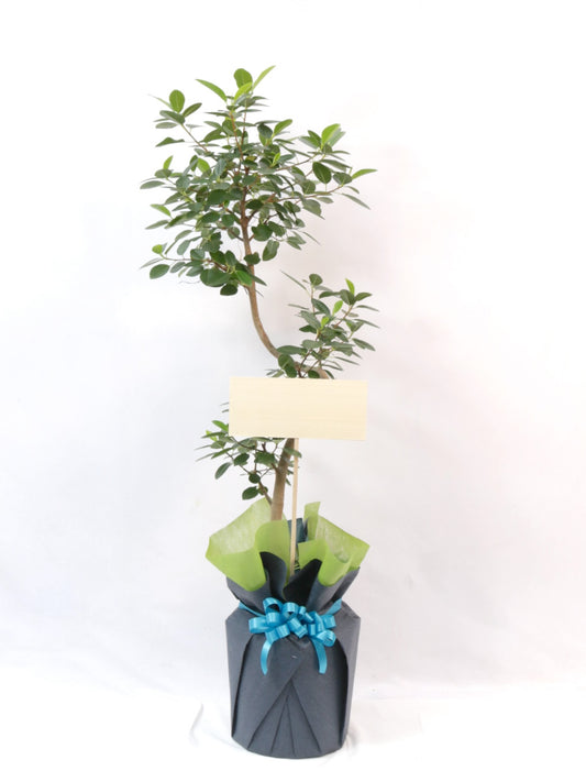 観葉植物ギフトMサイズ フランスゴム【沖縄向け】