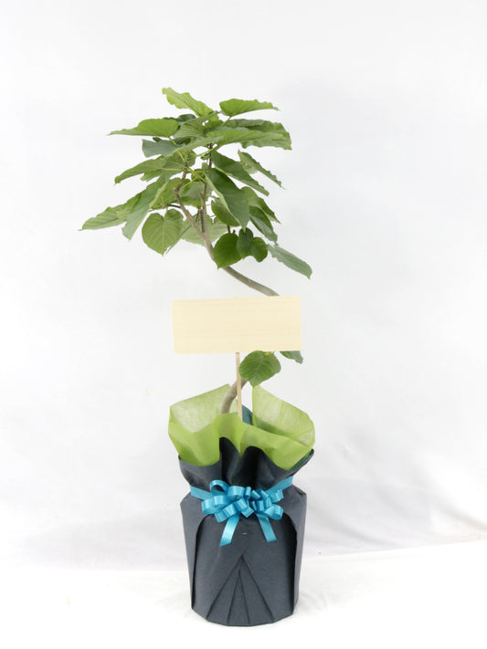 観葉植物ギフトMサイズ ウンベラータ【沖縄向け】