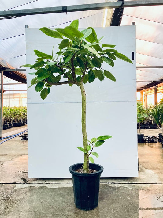 【Unique Form】アルテシマ 10号（高さ：160cm、幅：80cm）#1