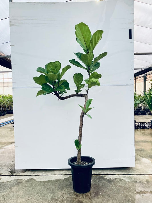 【Unique Form】カシワバ 8号（高さ：140cm、幅：60cm）#2（会員限定価格）