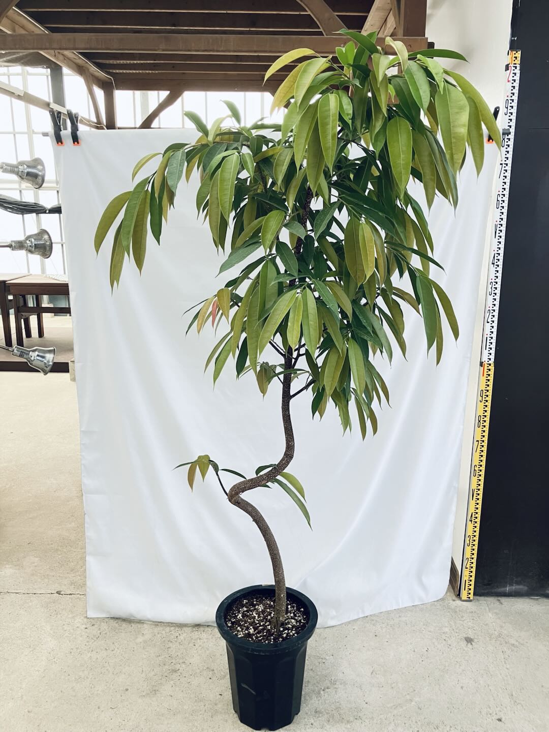 現品商品＠3 アムステルダム 10号（高さ：187cm、幅：90cm）