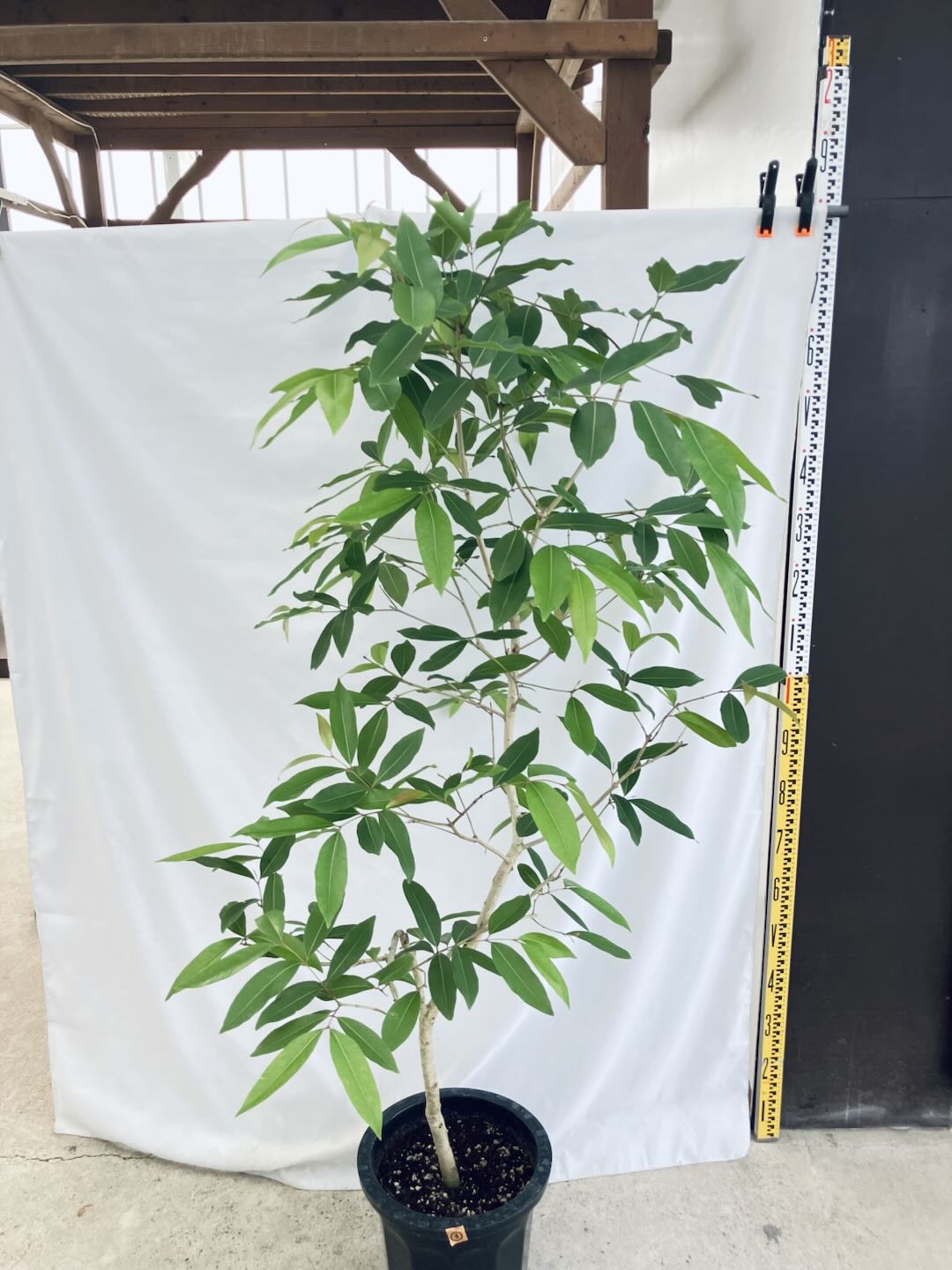 現品商品＠3 アマゾンオリーブ 10号（高さ：177cm、80cm）