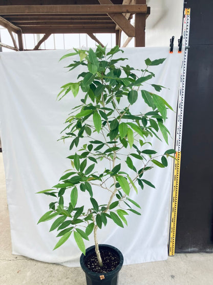 現品商品＠3 アマゾンオリーブ 10号（高さ：177cm、80cm）