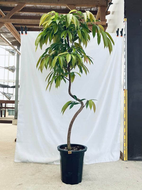現品商品＠3 アムステルダム 10号（高さ：187cm、幅：90cm）
