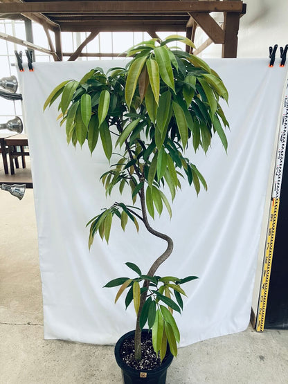 現品商品＠4 アムステルダム 10号（高さ：183cm、93cm）