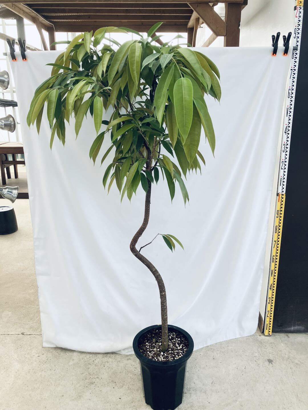現品商品＠1 アムステルダム 10号（高さ：182cm、100cm）