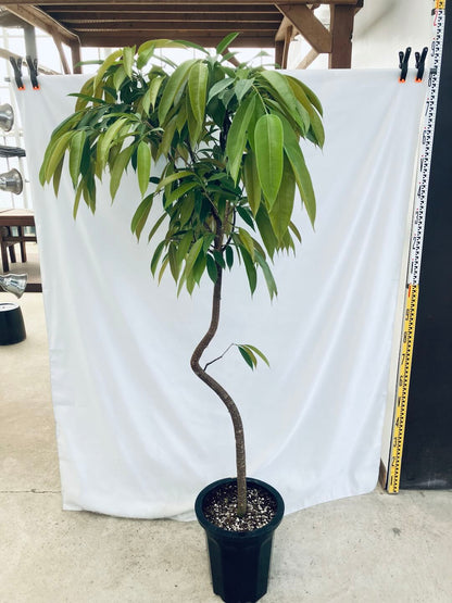 現品商品＠1 アムステルダム 10号（高さ：182cm、100cm）
