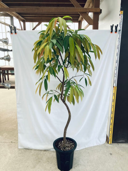 現品商品＠2 アムステルダム 10号（高さ：180cm、100cm）