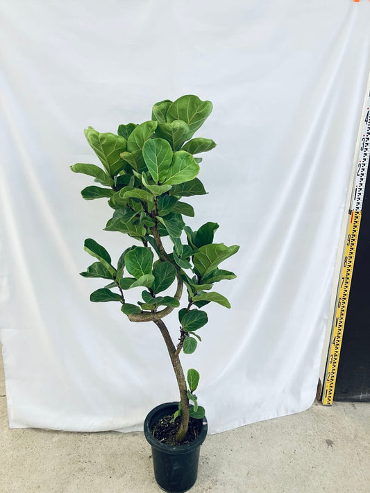 現品商品＠1 バンビーノ 8号（高さ：144cm、幅：50cm）