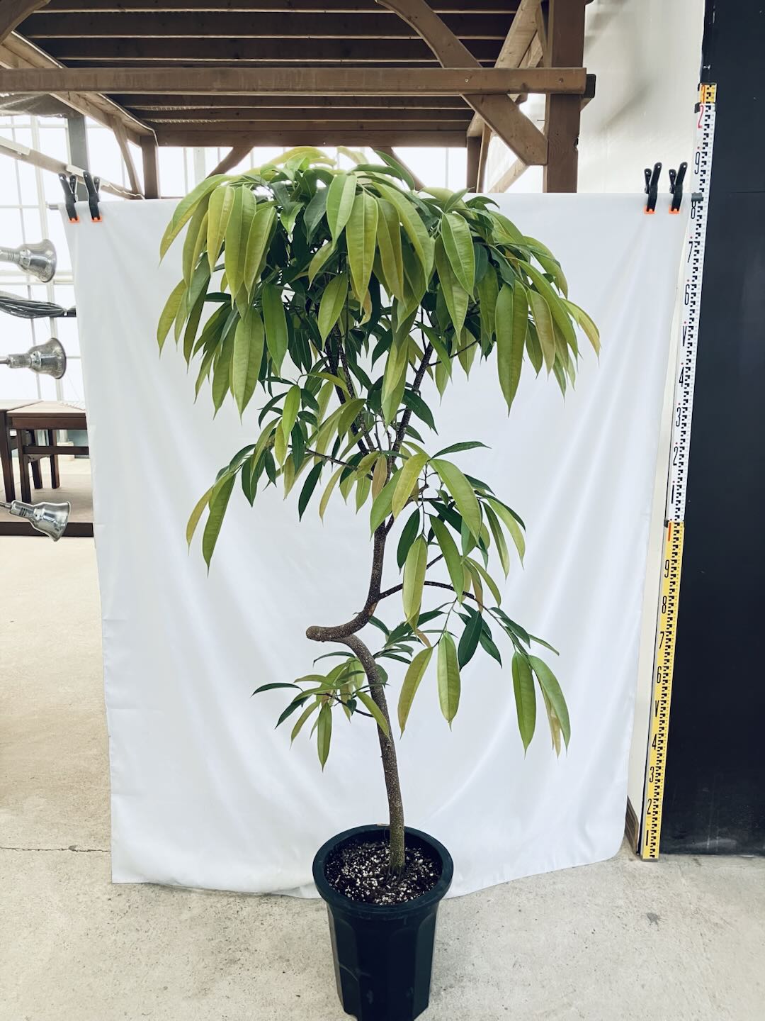 現品商品＠4 アムステルダム 10号（高さ：183cm、93cm）
