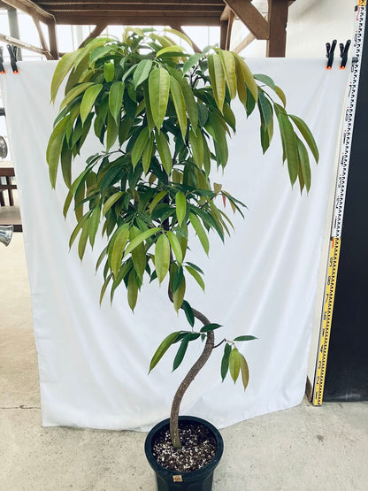 現品商品＠3 アムステルダム 10号（高さ：187cm、幅：90cm）
