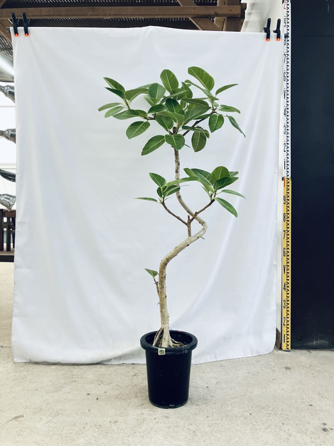 フィカス・アルテシマ 8号の通販 | 観葉植物通販AONOKI（あおのき）