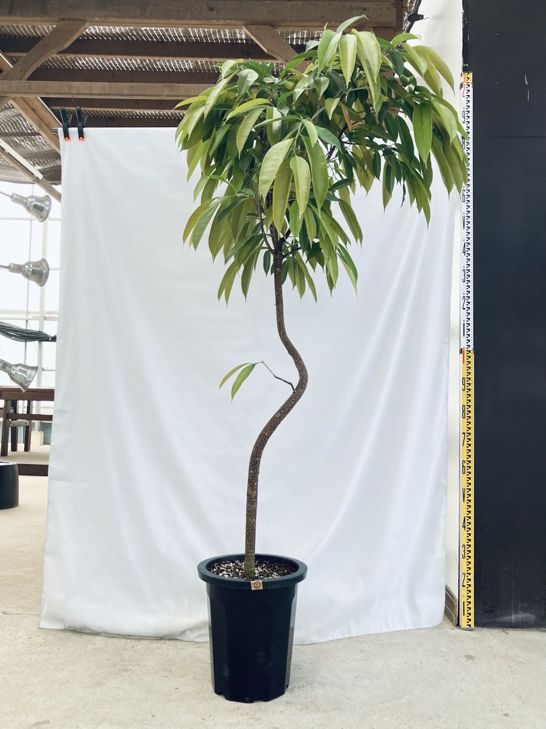 現品商品＠1 アムステルダム 10号（高さ：182cm、100cm）