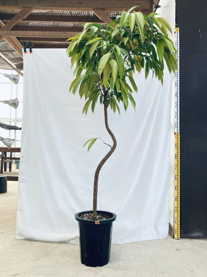現品商品＠1 アムステルダム 10号（高さ：182cm、100cm）