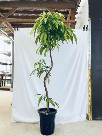 現品商品＠5 アムステルダム 10号（高さ：185cm、幅：90cm）
