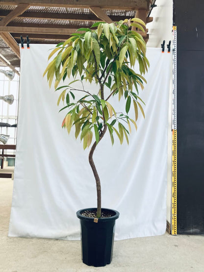 現品商品＠2 アムステルダム 10号（高さ：180cm、100cm）