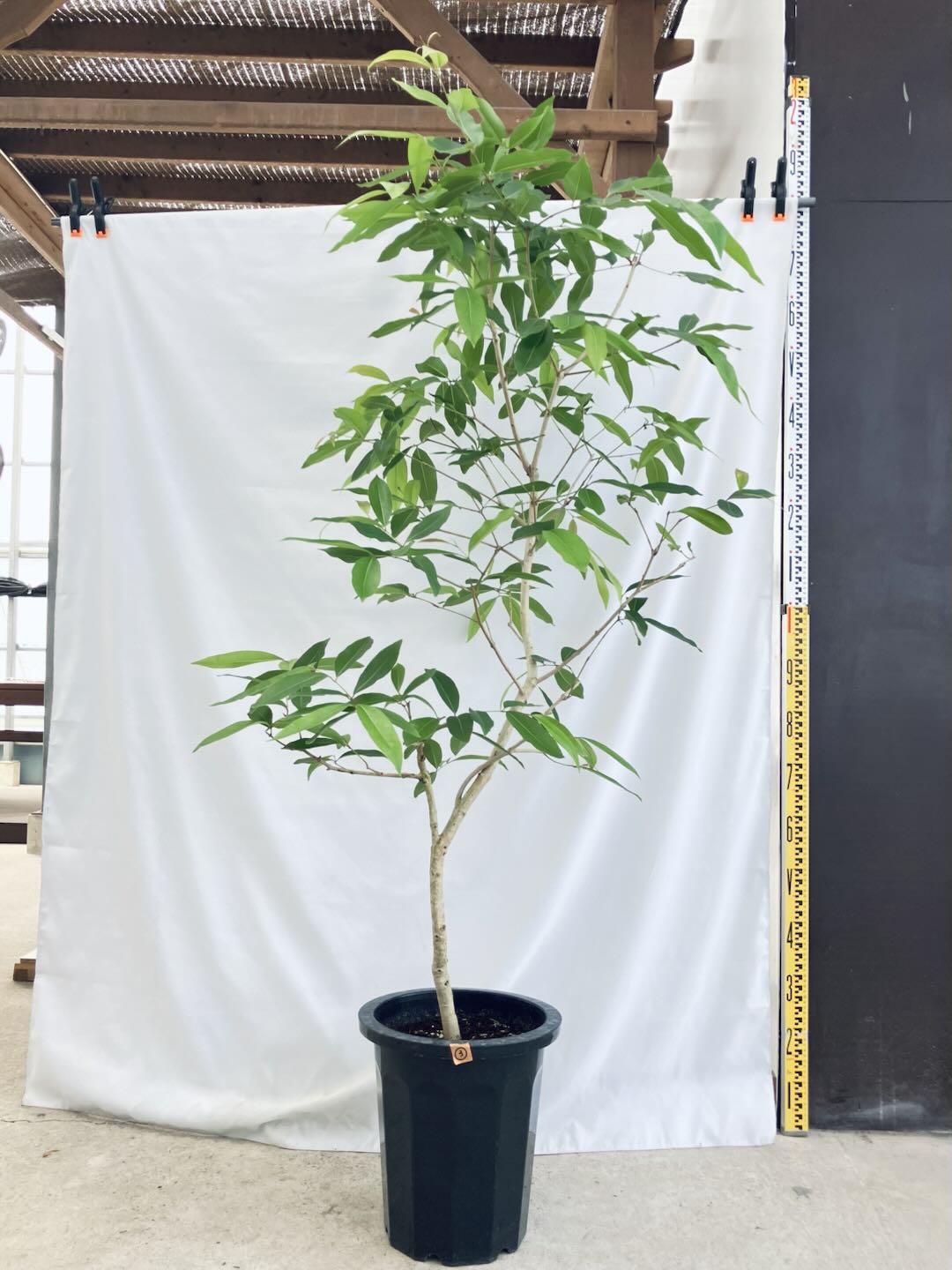 現品商品＠3 アマゾンオリーブ 10号（高さ：177cm、80cm）