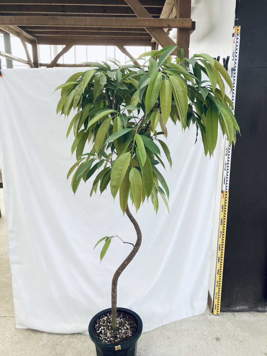 現品商品＠1 アムステルダム 10号（高さ：182cm、100cm）