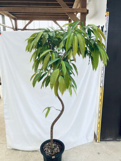 現品商品＠1 アムステルダム 10号（高さ：182cm、100cm）