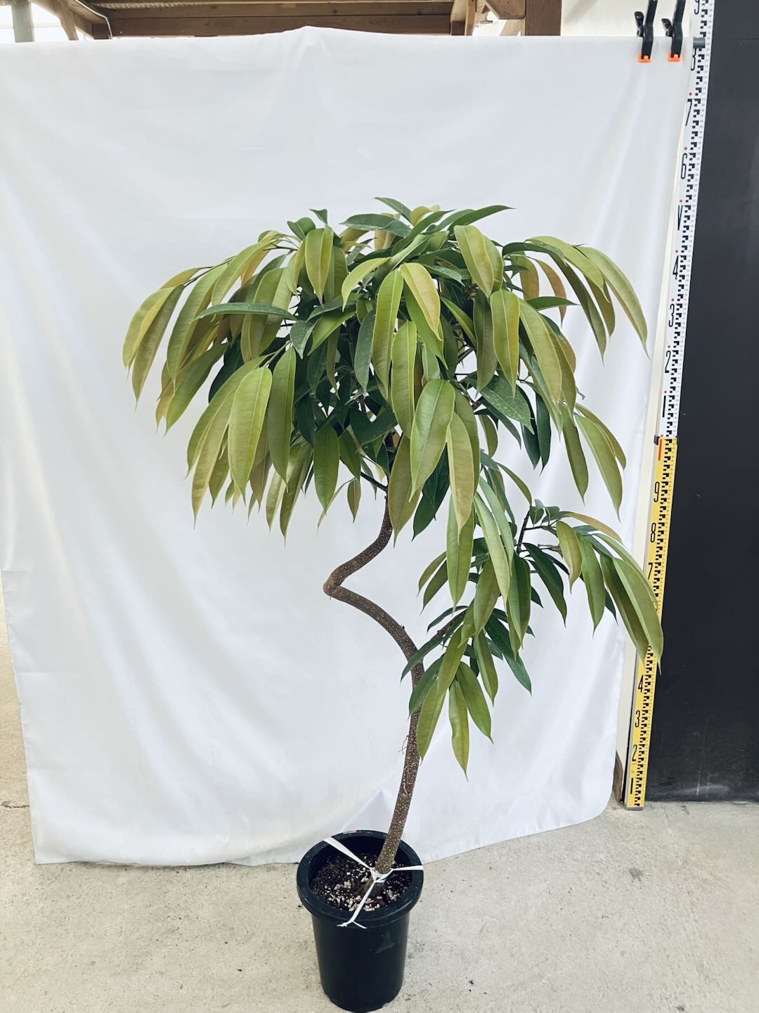 現品商品＠4 アムステルダム 8号（高さ：150cm、85cm）