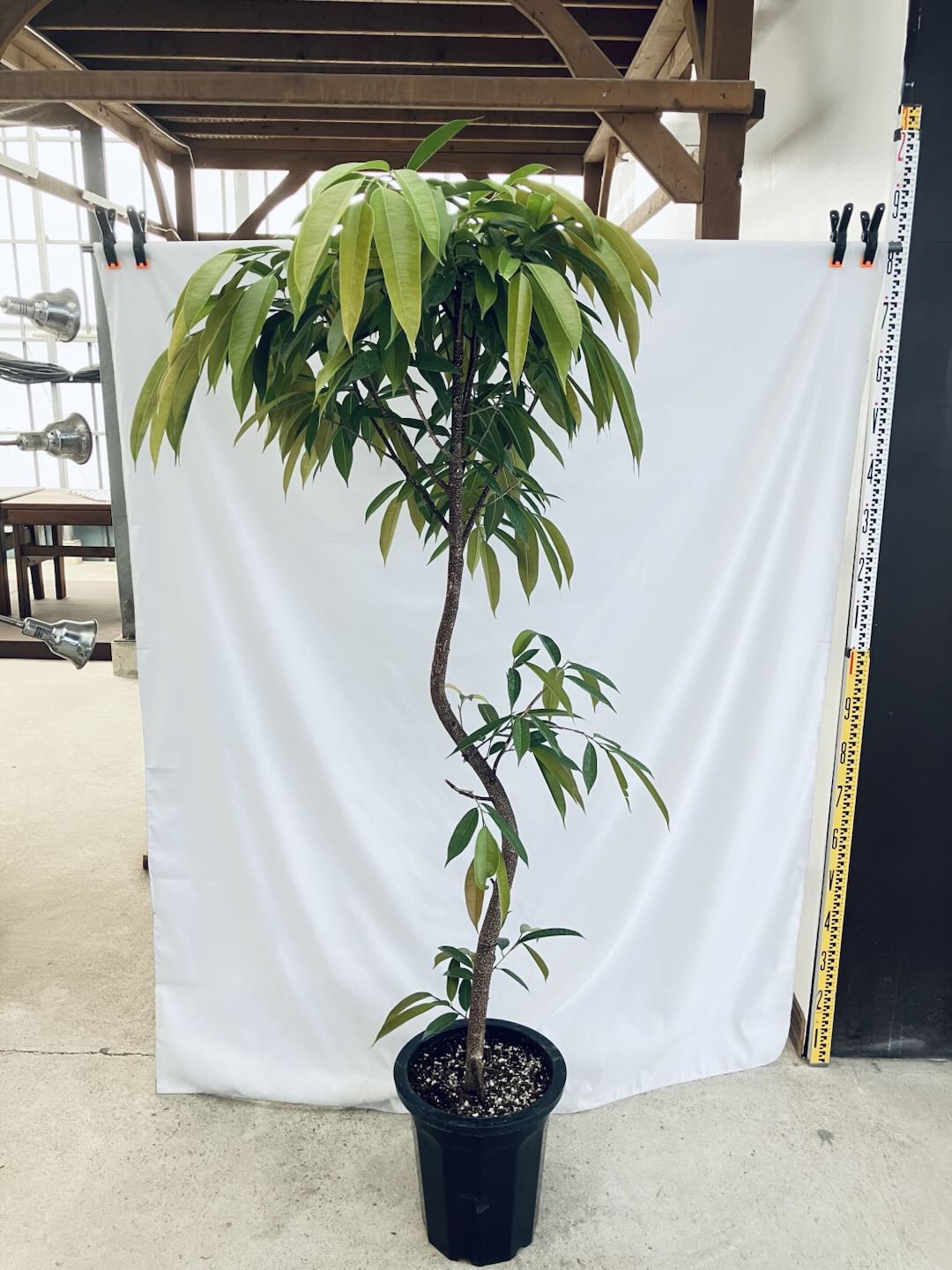 現品商品＠5 アムステルダム 10号（高さ：185cm、幅：90cm）