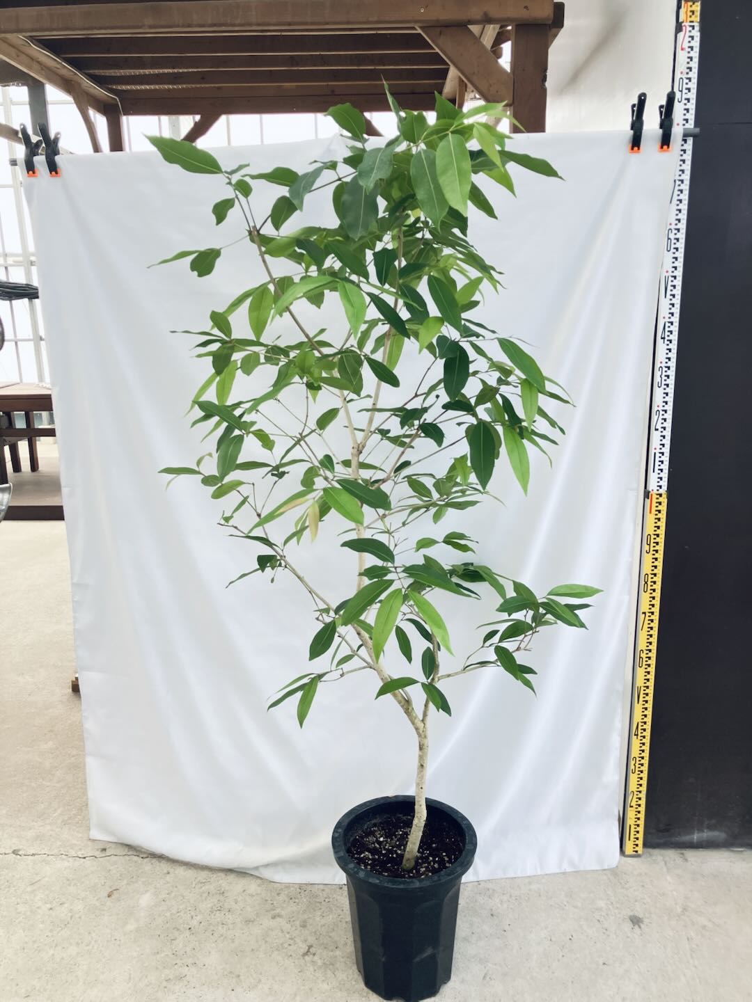 現品商品＠3 アマゾンオリーブ 10号（高さ：177cm、80cm）