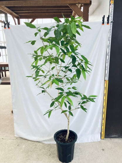 現品商品＠3 アマゾンオリーブ 10号（高さ：177cm、80cm）