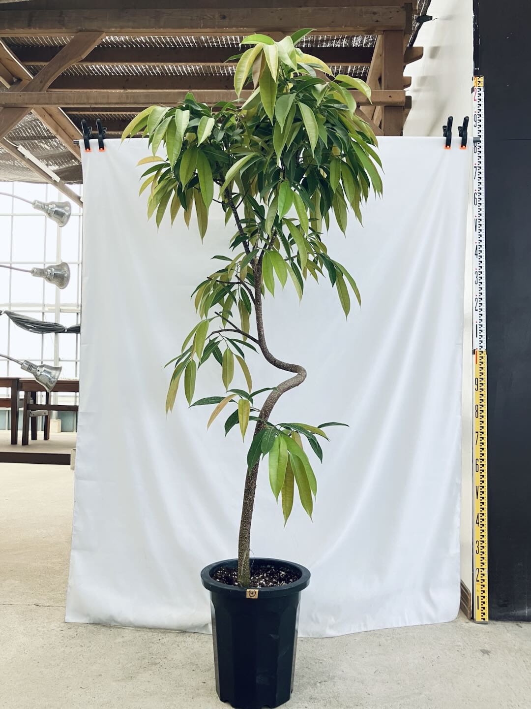 現品商品＠4 アムステルダム 10号（高さ：183cm、93cm）