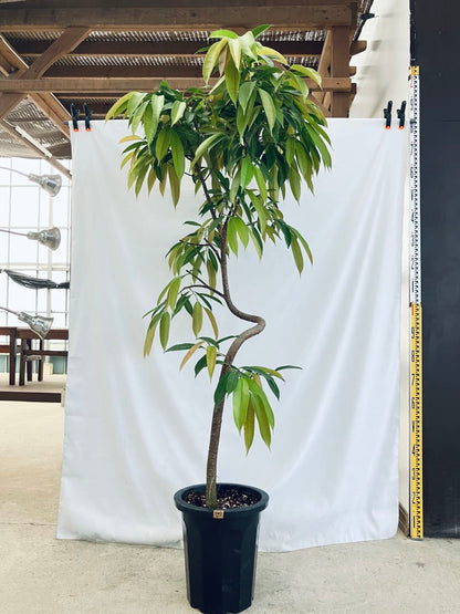 現品商品＠4 アムステルダム 10号（高さ：183cm、93cm）