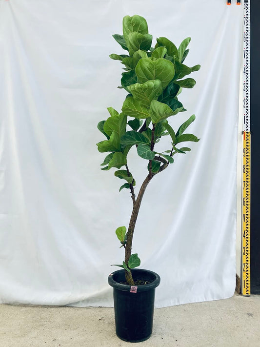 現品商品＠1 バンビーノ 8号（高さ：144cm、幅：50cm）
