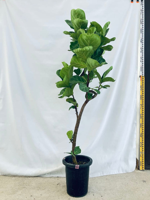 現品商品＠1 バンビーノ 8号（高さ：144cm、幅：50cm）