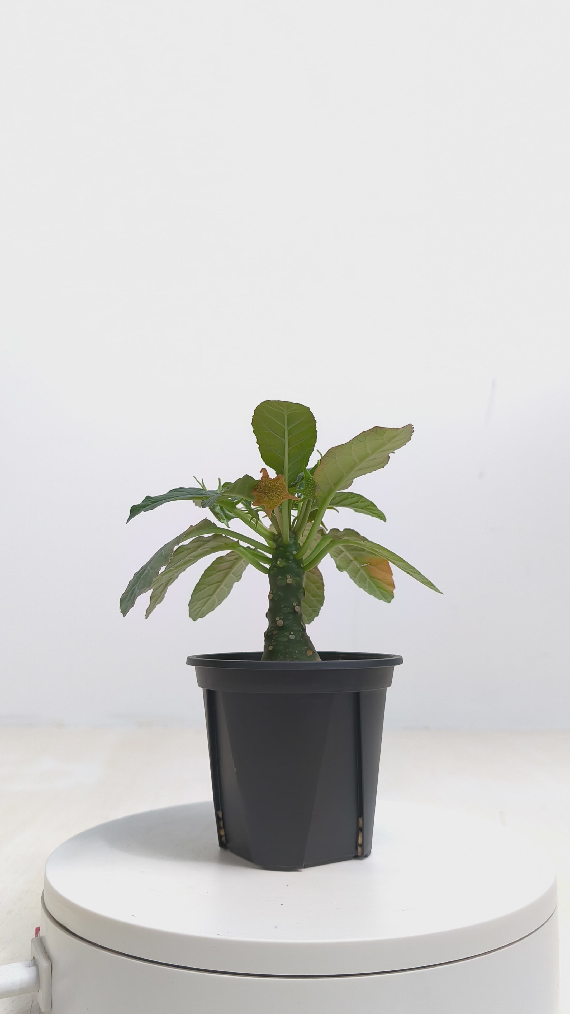 ドルステニア・フォエチダ hybの現品商品 | 観葉植物通販AONOKI