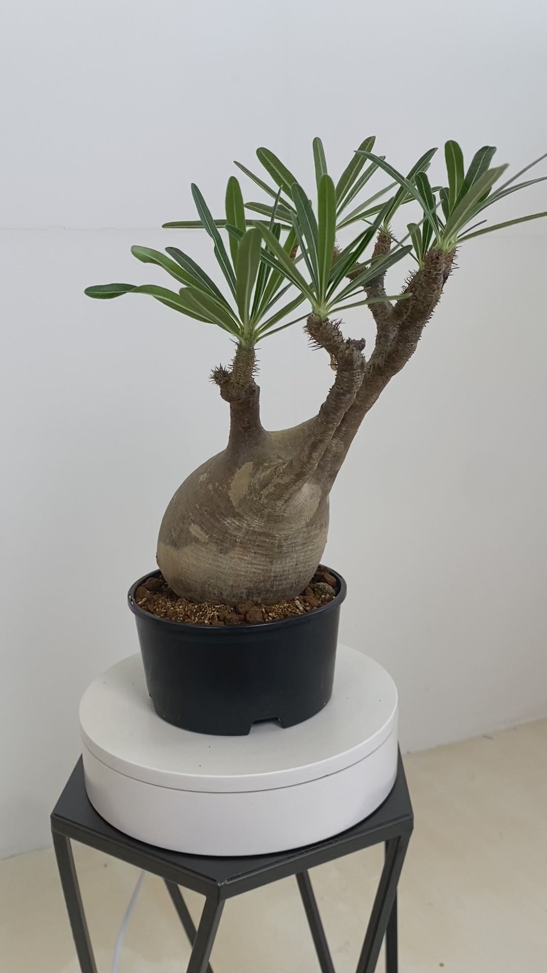 パキポディウム・グラキリスの現品商品 | 観葉植物通販AONOKI