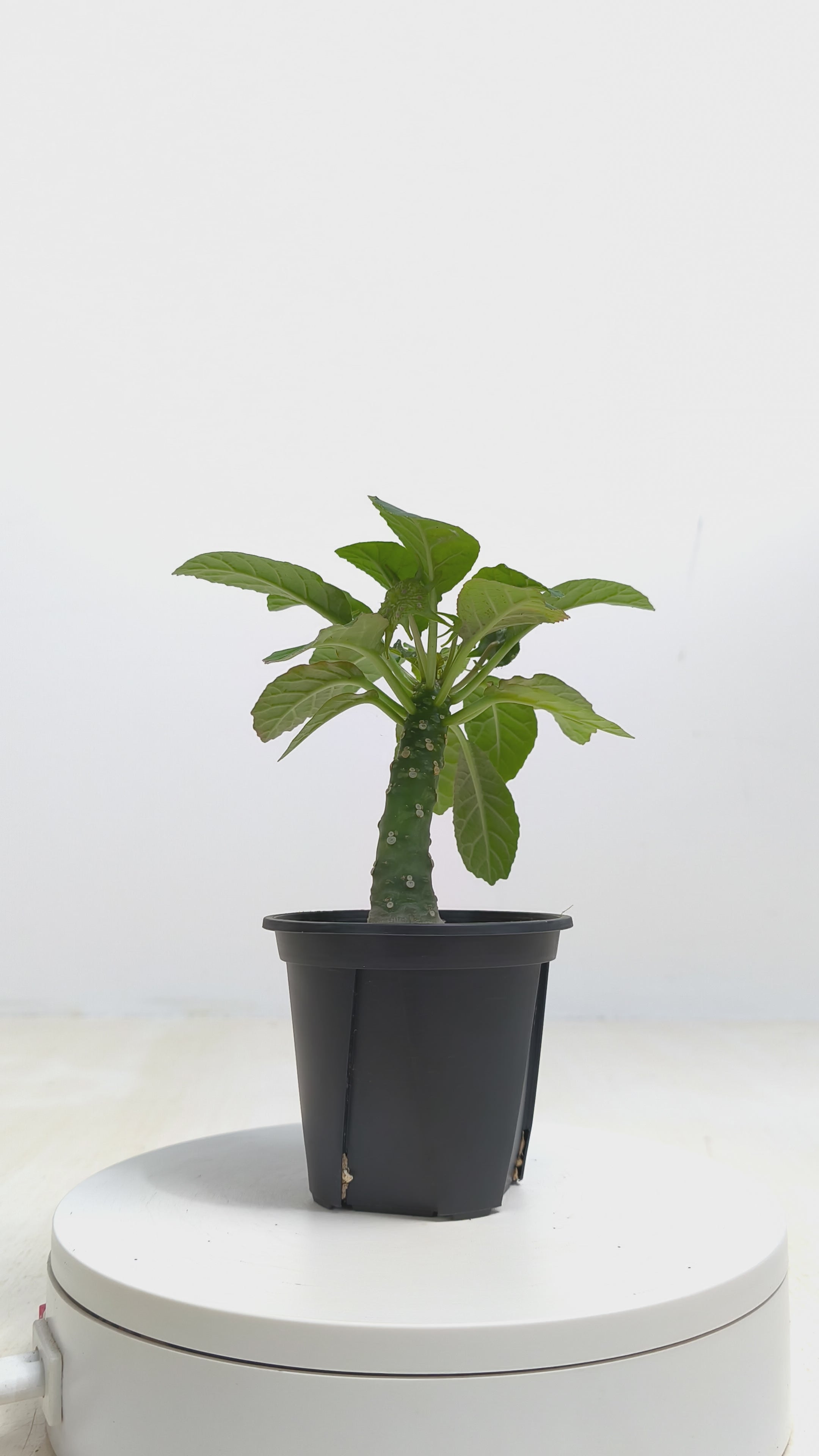 ドルステニア・フォエチダ hybの現品商品 | 観葉植物通販AONOKI