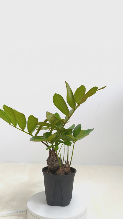 現品商品@2 ザミア・フルフラセア 4号（高さ：39cm、幹幅：9cm)