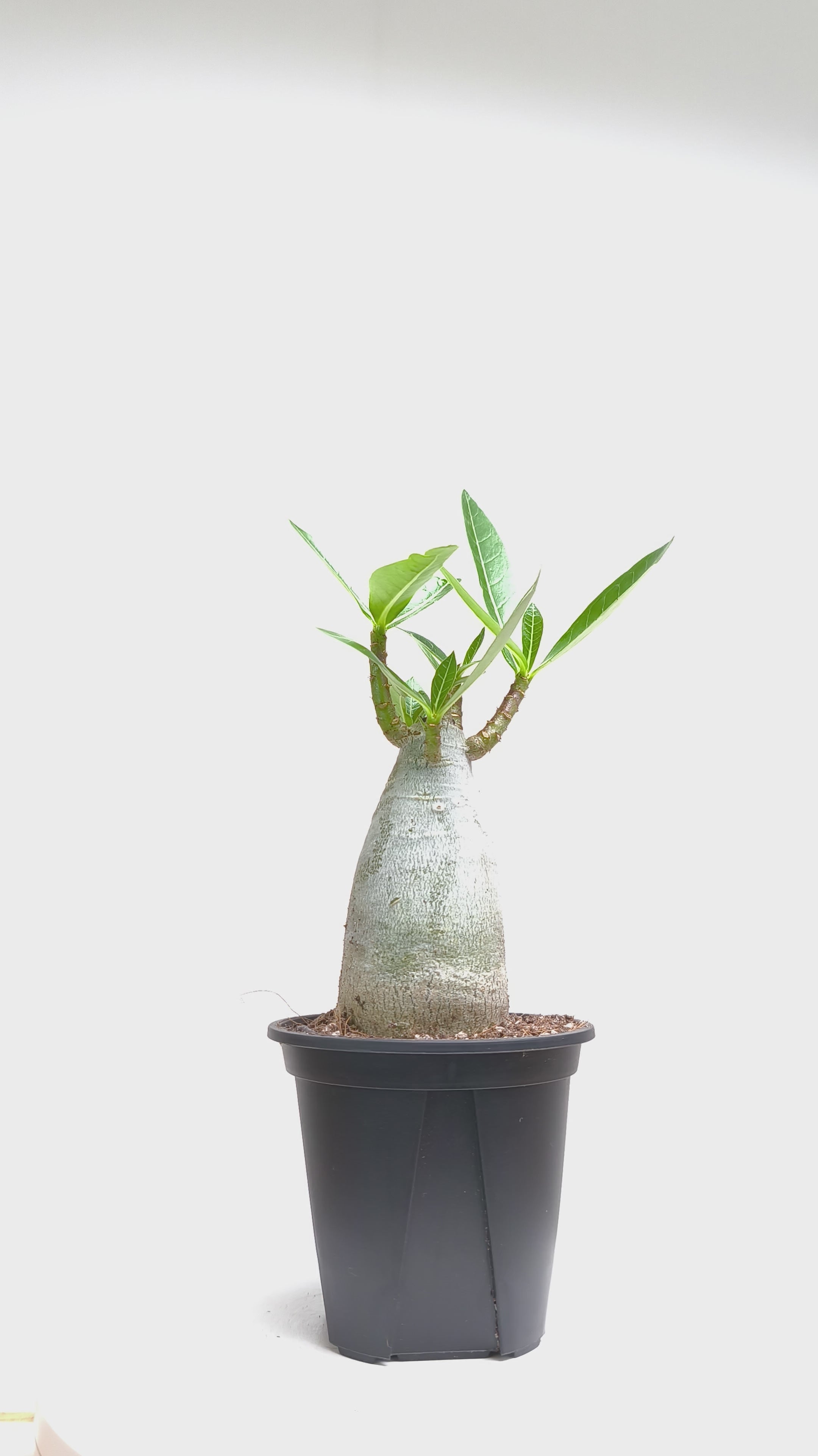アデニウム アラビカム アデニウム アラビカム ハイブリッド 「Adenium arabicum hybrid
