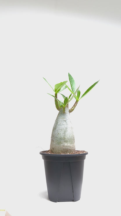 現品商品@4 アデニウム・アラビカム 3号（幹高：9cm、幹幅：5cm）【同梱可能】